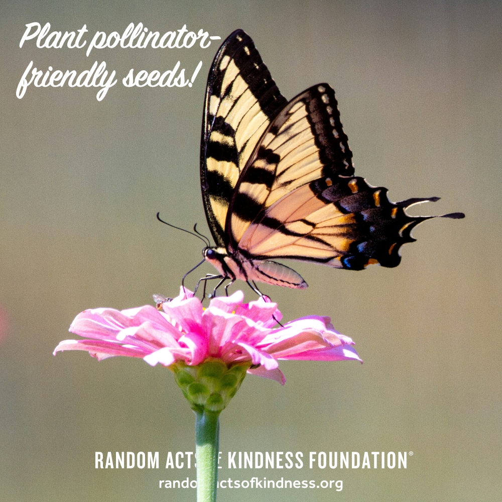 Plant pollinator-friendly seeds! —Brooke
